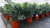 Oleander 80 - 90 cm Busch Nerium Rosenlorbeer Premium rot, Produktbild-Vorschau 6
