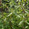 x1 Fargesia Red Dragon P17 H60 Produktbild-Vorschau 5