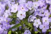 Phlox paniculata 'Blue Boy', Flammenblume, blau, ca. 11x11 Produktbild-Vorschau 2