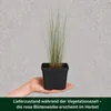 Stauden Gänge 1 x Muhlenbergia capillaris im 1 Liter Topf - Produktbild-Vorschau 11
