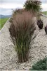 Stauden Gänge 1 x Panicum virgatum 'Nosferatu' im 1 Liter Produktbild-Vorschau 1