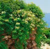 Lonicera japonica 'Halliana', Japanische Geißschlinge, Produktbild-Vorschau 8