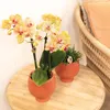 Kolibri Orchids – oranžová orchidej Phalaenopsis – výška 35 Náhled obrázku produktu 4