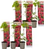 Multiple potted raspberry plants are displayed against a white background, with packaging showing images of raspberries. Produktbild-Vorschau