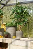 Mica Decorations Ficus Kunstpflanze - H110 x Ø65 cm - Grün Produktbild-Vorschau 5
