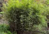 Stauden Gänge 1 x Fargesia nitida 'Black Pearl' im C2 Topf Produktbild-Vorschau 6
