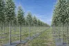Mata filcowa do ściółkowania 50 x 50 cm, 4 mm, szara – Podgląd zdjęcia produktu 15