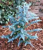 BALDUR Garten 1x Winterharter Eukalyptus Azura® im Produktbild-Vorschau 4
