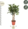 Strahlenaralie - Schefflera Arboricola Compacta - Produktbild-Vorschau 2
