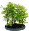 Bonsai da esterno Metasequoia glyptostroboides - grande Anteprima dell’immagine prodotto 2