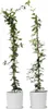 Jasmin étoilé - Set de 2 - Trachelospermum jasminoides - Voir les images du produit 7