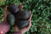 Hands holding avocados with a green leafy background. Anteprima dell’immagine prodotto