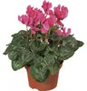 Alpenveilchen Patio Mix FloraSelf Cyclamen persicum Ø 10/11 Produktbild-Vorschau 7
