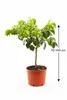 Plante de bergamote 70–100 cm Citrus bergamia « Fantastico Voir les images du produit 5