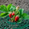Relaxdays Griglia per fragole, 6 pezzi, protezione contro Anteprima dell’immagine prodotto 3