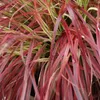 Graminées ornementales - Uncinia rubra Everflame - Rouge - Voir les images du produit 4