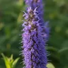 6x Agastache Blue Fortune P9H20 Produktbild-Vorschau 2