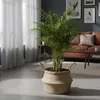 Bloomique - Chamaedorea Elegans - Palmier d'intérieur - Voir les images du produit 2