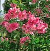 Chaenomeles japonica, Zierquitte, 40–60 cm, leuchtend rot Produktbild-Vorschau 9