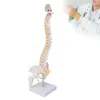 Model kręgosłupa, elastyczny anatomiczny model kręgosłupa z Podgląd zdjęcia produktu 5