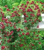 BALDUR Garten 1x Rambler-Rose 'Chevy Chase', Pflanze Produktbild-Vorschau 2