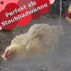 Huhn in Staubbadwanne mit viel aufgewirbeltem Staub Produktbild-Vorschau