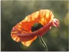 ARTland Leinwandbild Mohnblüte Nahaufnahme Größe: 120x90 cm Produktbild-Vorschau 1