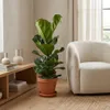 Ficus lyrata, noto anche come "ficus violino", pianta da Anteprima dell’immagine prodotto 2