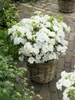 Rhododendron obtusum 'Schneeperle', weiß, 15–20 cm Produktbild-Vorschau 10