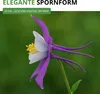 Akelei Mrs. Scott Elliot Mix Samen - Aquilegia x hybrida - Produktbild-Vorschau 6