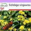 SAFLAX - Skutečný zlatobýl - Solidago virgaurea - 100 Náhled obrázku produktu 5