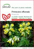 SAFLAX  - Primevère officinale - 100 graines - Primula Voir les images du produit 1