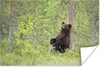 MuchoWow® Poster Bär - Baum - Wald 30x20 cm - Plakate - Produktbild-Vorschau 1