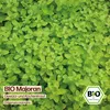 Samenliebe  Majoran Samen | Küchenkraut & Kräutersamen - Produktbild-Vorschau 4