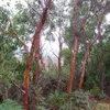 Eukalyptus tasmánský (Eucalyptus coccifera)  – 1 porce Náhled obrázku produktu 1