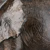 Gilde Figur, Elefant, "Tarangire", Kunstharz, braun, VE 4, Produktbild-Vorschau 5