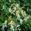Bloomique - Lonicera Heckrottii Halliana - Chèvrefeuille du Voir les images du produit 2