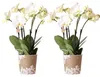 Kolibri Orchids COMBI DEAL von 2 weißen Produktbild-Vorschau 1