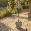 2x Lavandula Stoechas Anouk Stam P12 H30 Produktbild-Vorschau 4