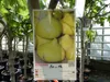 Feigenbaum 150-180 cm Obstbaum winterhart kräftiger Stamm, Produktbild-Vorschau 2