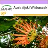 SAFLAX - Australijski Wiatraczek - 20 Nasiona - Stenocarpus Podgląd zdjęcia produktu 7