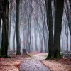 Korsch Kalender 2027 Magische Wälder mit großem Bild und Produktbild-Vorschau 4