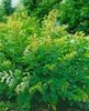 Buszklee (30-40 cm), w doniczce - Lespedeza dwubarwna Podgląd zdjęcia produktu 5