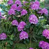 Rhododendren - 3 Stk - Rhododendron 'catawbiense purple' - Produktbild-Vorschau 4