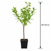 Pflaumenbaum ‘Reine Claude d’Althan’ 100–120 cm – Produktbild-Vorschau 4