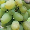 Winorośl Timur 2L Podgląd zdjęcia produktu 3
