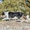 Non-stop dogwear Hundehalsband Cruise Collar schwarz, Produktbild-Vorschau 8