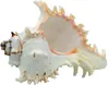 Echte Muschel Murex Ramosus 12-15 cm - Meeresschnecke Produktbild-Vorschau 1