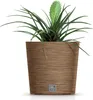 A plant in a pot on a white background. Náhled obrázku produktu