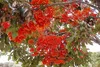 SAFLAX - Australijski Wiatraczek - 20 Nasiona - Stenocarpus Podgląd zdjęcia produktu 4